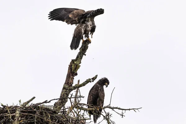 Pair Young Bald Eagles Nest Alaska — Stock Photo, Image