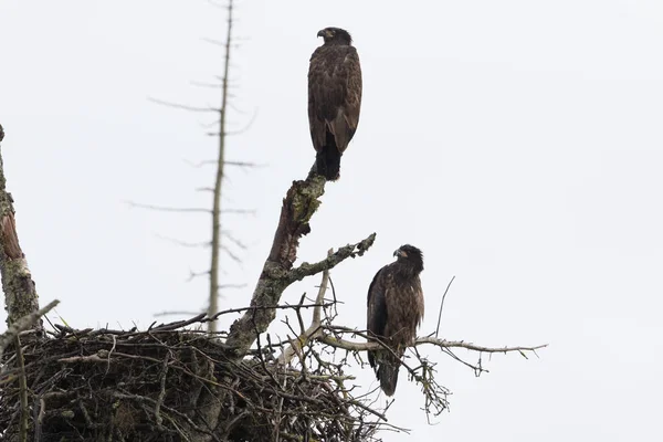 Pair Young Bald Eagles Nest Alaska — Stock Photo, Image