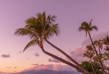 Utah çölünde vahşi bir at sürüsü.