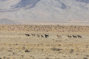Utah çölünde vahşi bir at sürüsü.