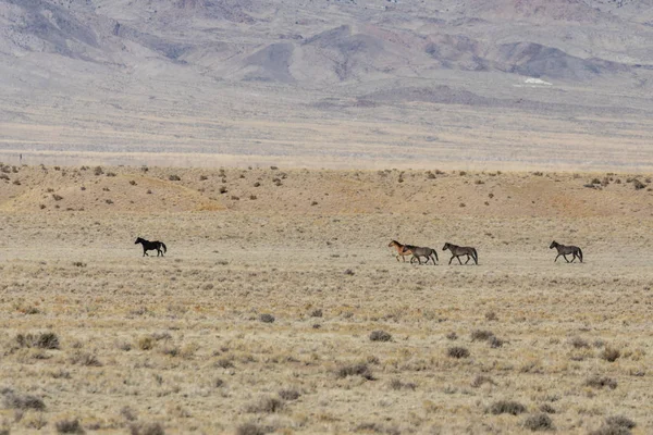 Ένα Κοπάδι Από Άγρια Άλογα Στην Έρημο Της Γιούτα — Φωτογραφία Αρχείου
