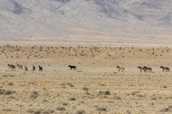 Egy Vadlovas Csorda Utah Sivatagban — Stock Fotó