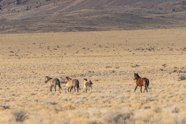 Стадо Диких Лошадей Пустыне Юта — стоковое фото