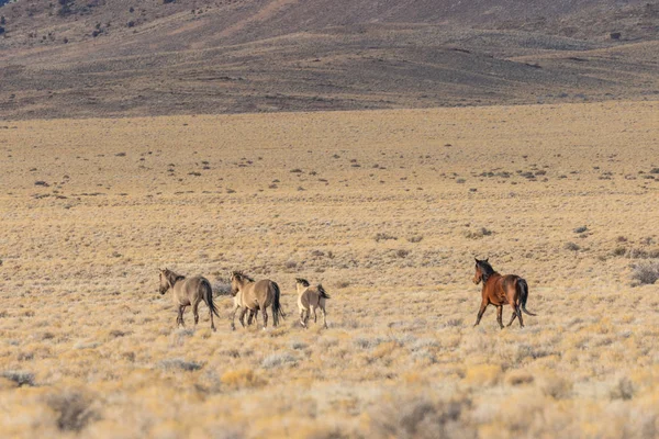 Utah Çölünde Vahşi Bir Sürüsü — Stok fotoğraf