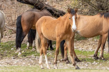 Arizona Çölü'nde tuz Nehri yakınında Vahşi atlar