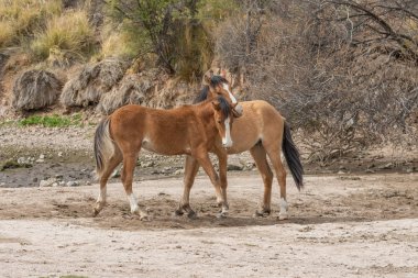 Arizona Çölü'nde tuz Nehri yakınında Vahşi atlar