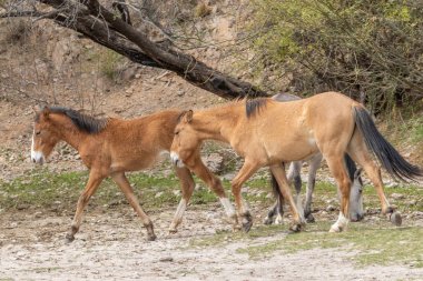 Arizona Çölü'nde tuz Nehri yakınında Vahşi atlar