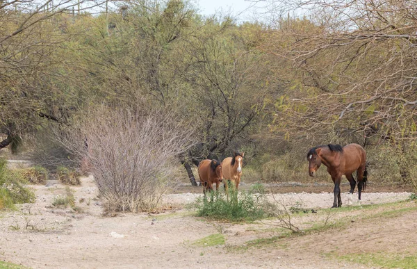 Wildpferde Der Nähe Des Salzflusses Der Wüste Arizona — Stockfoto