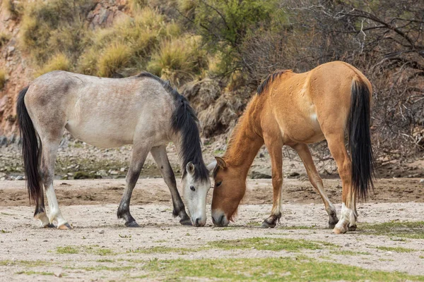 Дикие Лошади Возле Реки Солт Ривер Пустыне Аризона — стоковое фото
