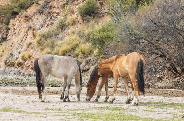 Divocí Koně Nedaleko Řeky Sůl Arizonské Poušti — Stock fotografie