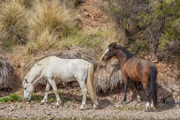 Дикие Лошади Возле Реки Солт Ривер Пустыне Аризона — стоковое фото