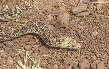 bir boğa yılanı inç ot Arizona