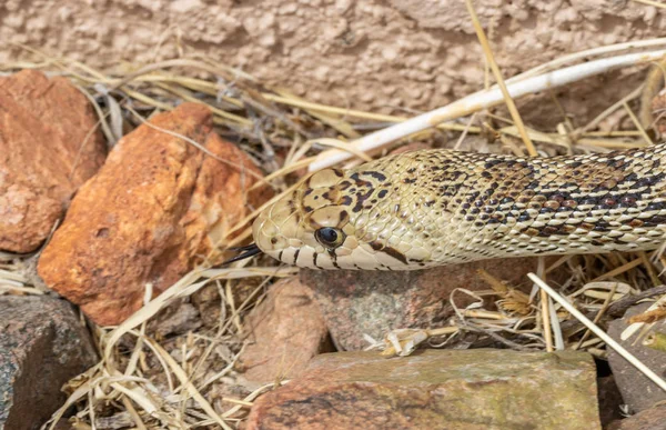 Una Serpiente Toro Int Hierba Arizona —  Fotos de Stock