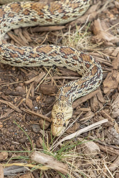 Bull Snake Int Grass Arizona — Stock Photo, Image