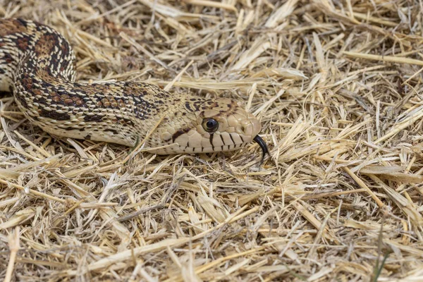 Una Serpiente Toro Int Hierba Arizona —  Fotos de Stock