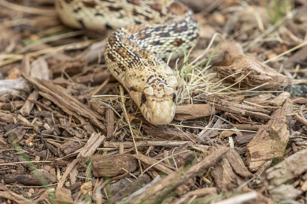 Bull Snake Int Grass Arizona — Stock Photo, Image