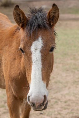 Arizona vahşi bir at portresi yakından