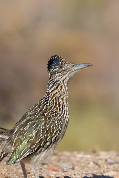 Roadrunner Nel Deserto Arizona — Foto Stock