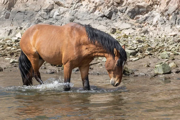 a wild horse in the Salt River in the Arizona desert