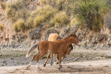 Vahşi atlar tuz Nehri yakınında Arizona çölde fikir tartışması bir çift