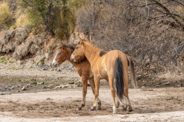 Vahşi atlar tuz Nehri yakınında Arizona çölde fikir tartışması bir çift