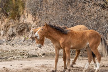 Vahşi atlar tuz Nehri yakınında Arizona çölde fikir tartışması bir çift