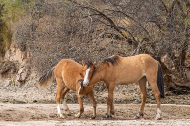 Vahşi atlar tuz Nehri yakınında Arizona çölde fikir tartışması bir çift