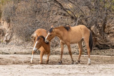 Vahşi atlar tuz Nehri yakınında Arizona çölde fikir tartışması bir çift