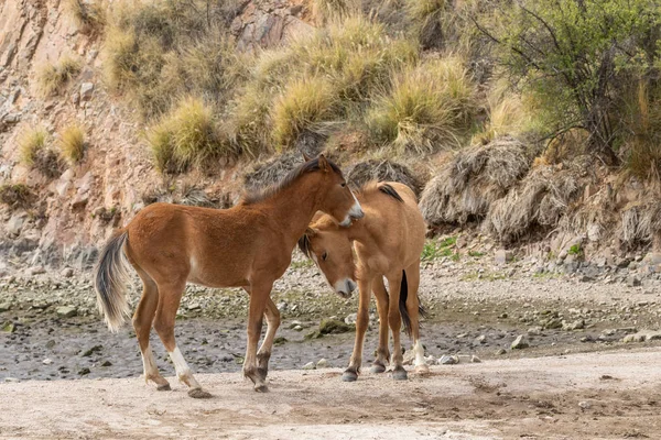 Paio Cavalli Selvatici Che Divertono Nel Deserto Dell Arizona Vicino — Foto Stock