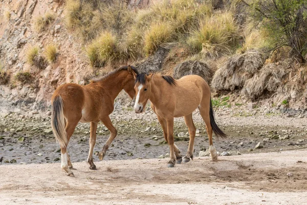 Pár Divokých Koní Zápasení Arizonské Poušti Nedaleko Řeky Sůl — Stock fotografie