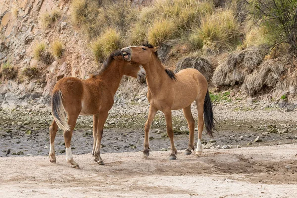 Pár Divokých Koní Zápasení Arizonské Poušti Nedaleko Řeky Sůl — Stock fotografie