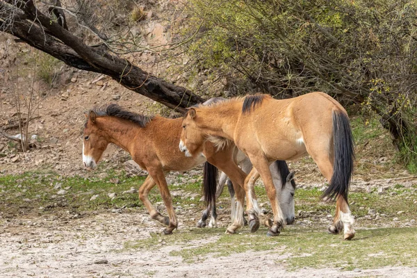 Paio Cavalli Selvatici Che Divertono Nel Deserto Dell Arizona Vicino — Foto Stock