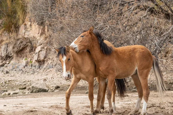 Pár Divokých Koní Zápasení Arizonské Poušti Nedaleko Řeky Sůl — Stock fotografie