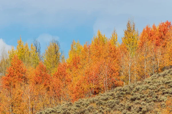 Paesaggio Scenografico Caduta Nel Grande Parco Nazionale Teton Wyoming — Foto Stock