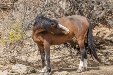 arizona çölde vahşi bir at
