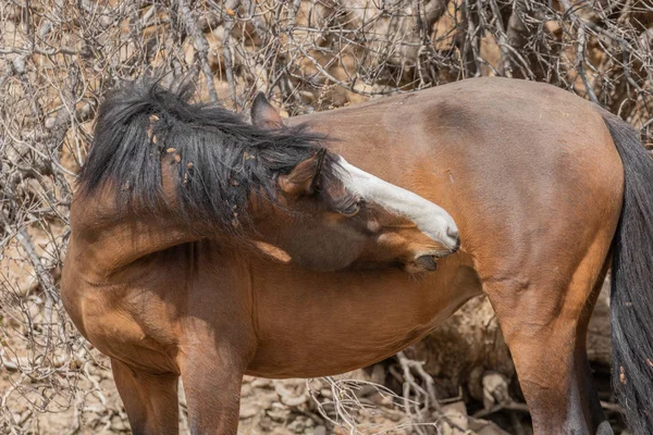 Wild Horse Pustyni Arizonie — Zdjęcie stockowe