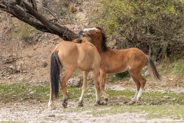 Vahşi atlar Arizona çölde tuz Nehri yakınında mücadele bir çift