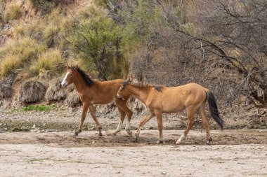 Vahşi atlar Arizona çölde tuz Nehri yakınında mücadele bir çift