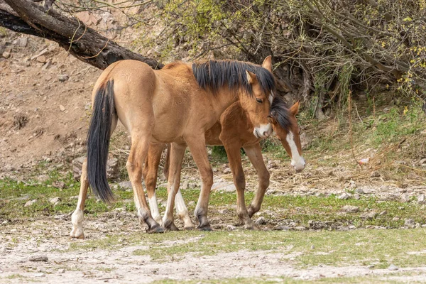 Pár Divokých Koní Bojuje Poblíž Řeky Sůl Arizonské Poušti — Stock fotografie