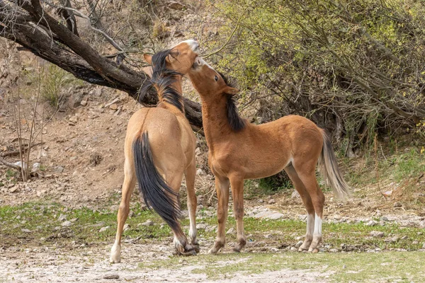 Pár Divokých Koní Bojuje Poblíž Řeky Sůl Arizonské Poušti — Stock fotografie