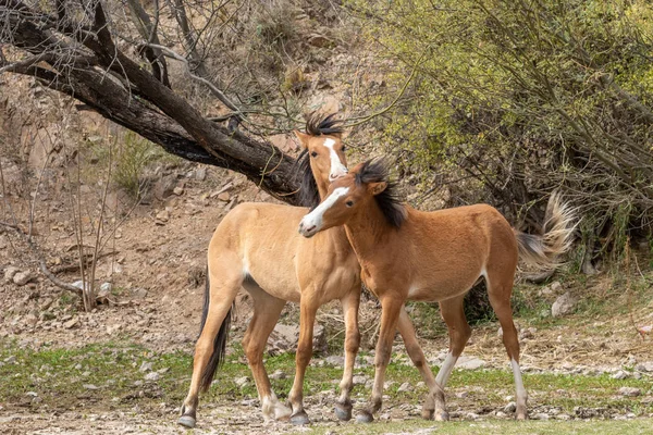 Parę Dzikich Koni Walki Pobliżu Rzeki Soli Pustyni Arizonie — Zdjęcie stockowe