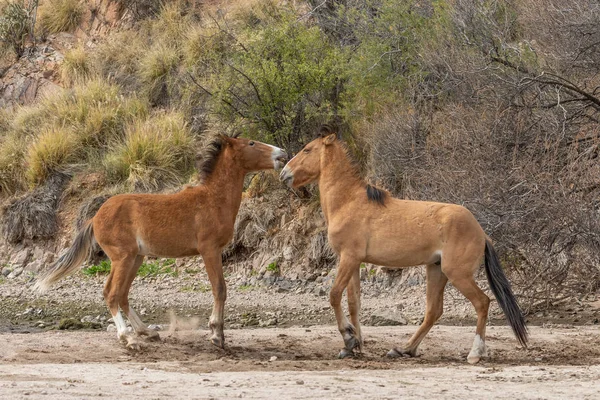 Pár Divokých Koní Bojuje Poblíž Řeky Sůl Arizonské Poušti — Stock fotografie