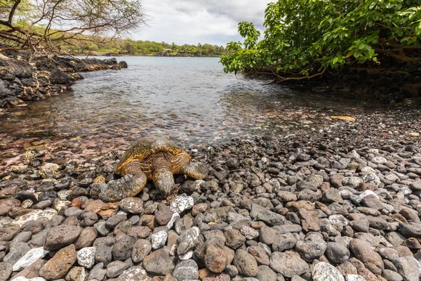 Uma Tartaruga Marinha Verde Ameaçada Descansando Uma Praia Rochosa Maui — Fotografia de Stock