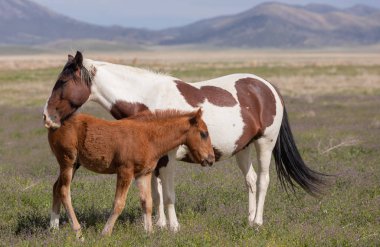 Utah çölünde baharda vahşi at kısrağı ve tayı