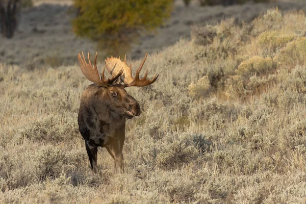 Toro Shiras Alce Otoño Wyoming — Foto de Stock