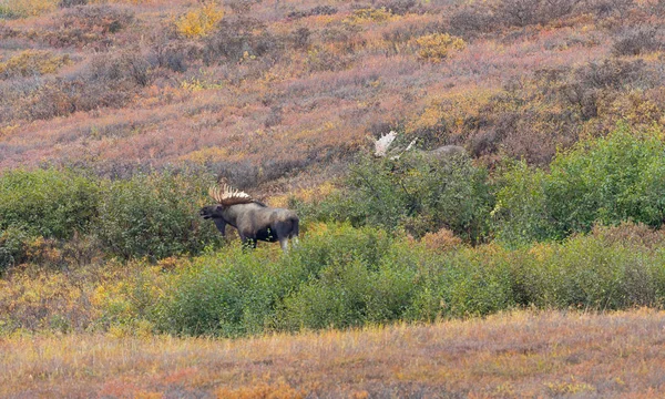 Alaska Yukon Tjur Älg Hösten Denali Nationalpark — Stockfoto