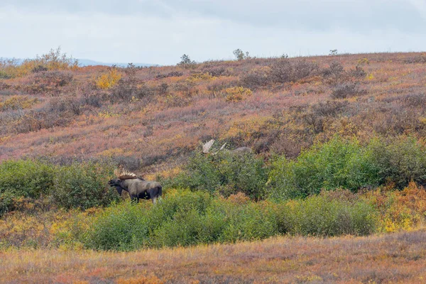 Alaska Yukon Bullenelch Herbst Denali Nationalpark — Stockfoto