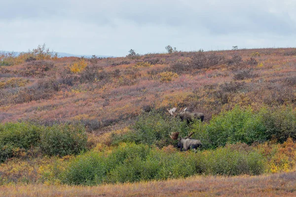 Alaska Yukon Alce Toro Otoño Parque Nacional Denali — Foto de Stock