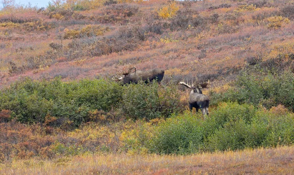 Býk Bělohlavý Podzim Aljašce Národním Parku Denali — Stock fotografie