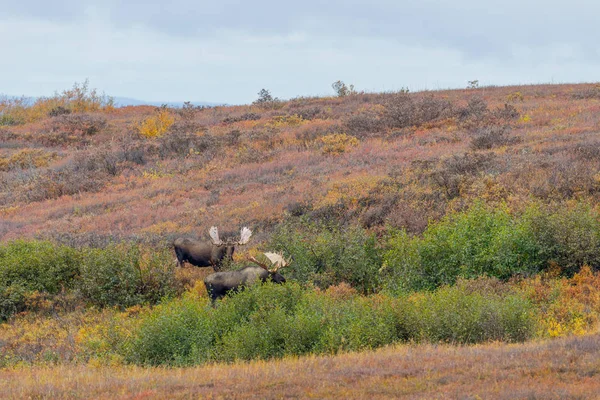 Býk Bělohlavý Podzim Aljašce Národním Parku Denali — Stock fotografie